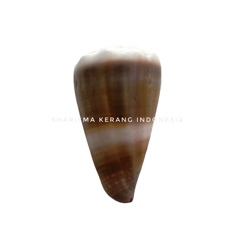 CONUS FRIGIDUS SHELL CANGKANG KERANG LAUT HIAS KERANG KOLEKSI CANGKANG KERANG CANGKANG KERANG LAUT H