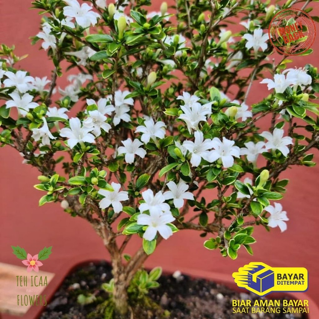 BAHAN BONSAI SERBIN TANAMAN HIAS BUNGA BUNGA SERIBU BINTANG PROMO KUALITAS SUPER TANAMAN HIAS / COD