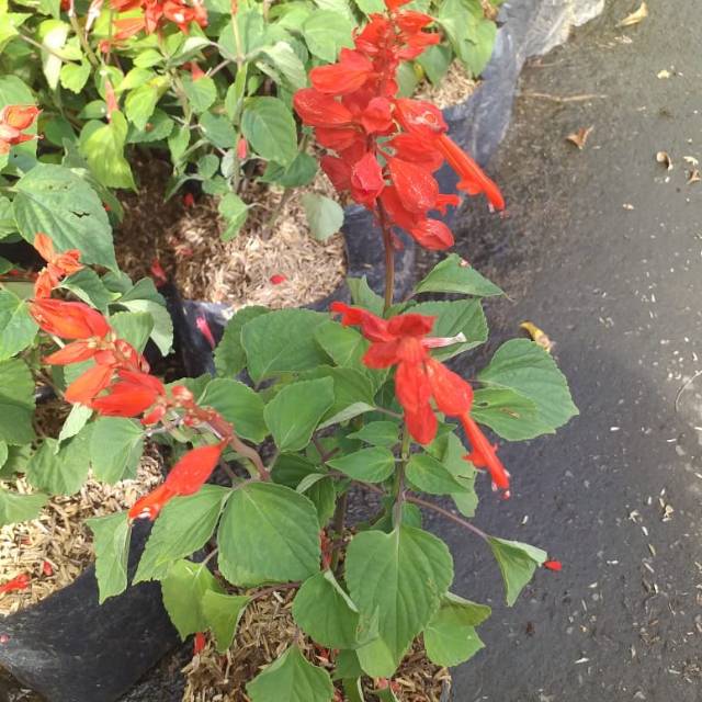 Bunga arabika /benih herbal / hiasan taman