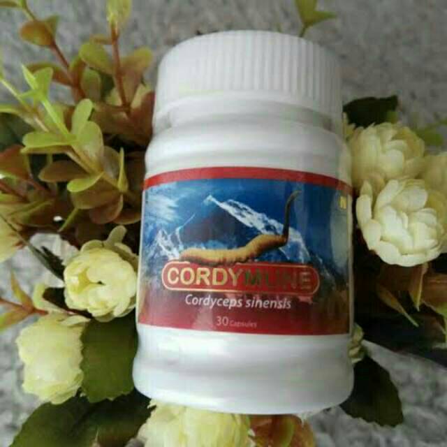 

Cordymune-Meningkatkan Daya Tahan Tubuh-obat asma-obat TBC-obat penurun gula darah & kolesterol