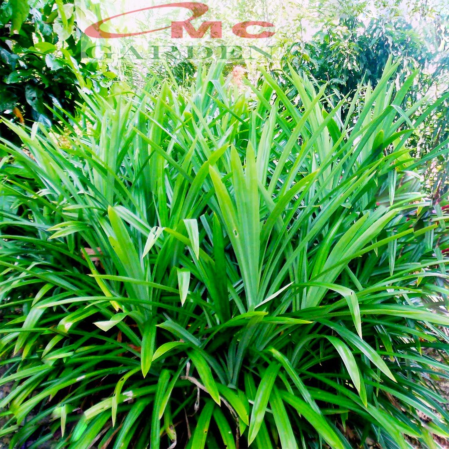 Bonsai Bonsae Pandan Wangi Pandanus Amaryllifolius Tanaman Hias 001