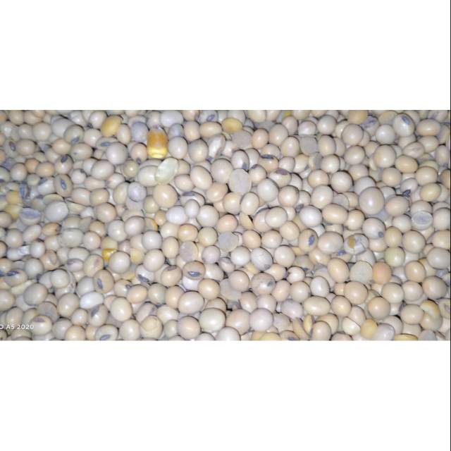 

Kedelasi 500 gr