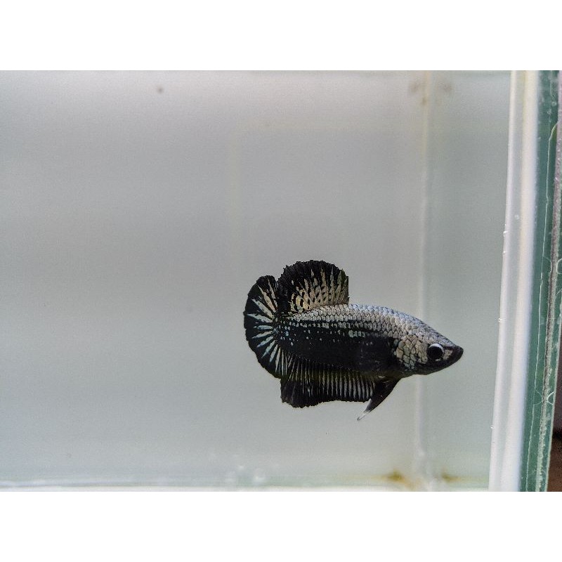 Ikan cupang hias Black samurai