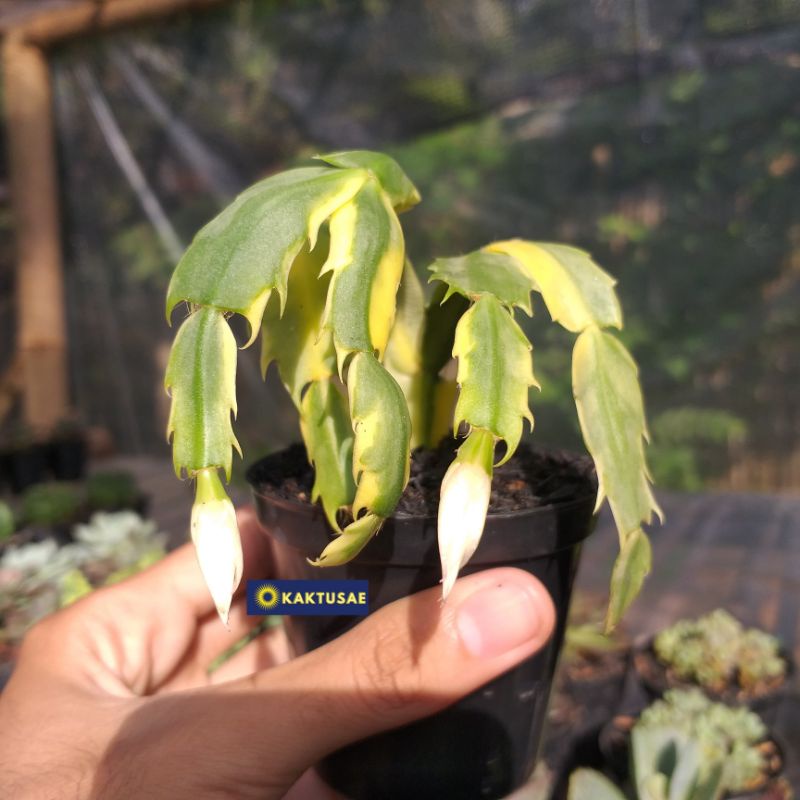 Kaktus Schlumbergera Variegata | Kaktus Kepiting Variegata Cantik | Paketan Sukulen Kaktus Sekulen M