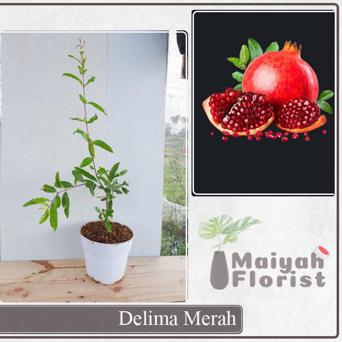 Delima Merah - Tanaman Buah