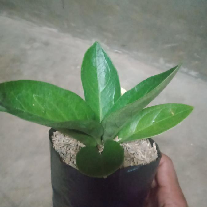 Tanaman Hias Anturium Jemani Mangkok - Tanaman Hias Anturium