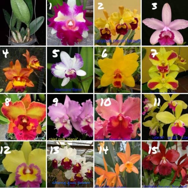 Remaja - anggrek cattleya thailand bunga bangkok