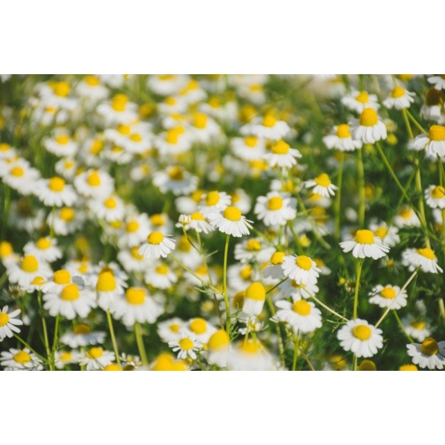 Benih-Bibit Chamomile (iSeed-U)