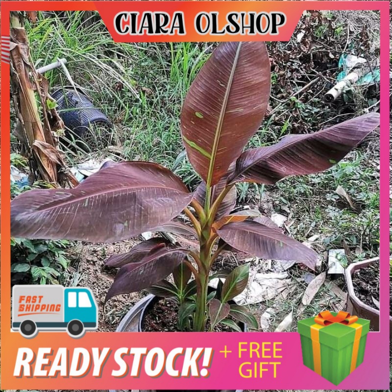 Tunas pisang merah Ruby