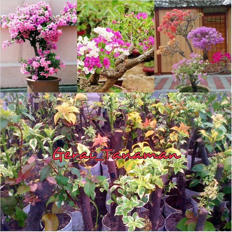 Bibit Kembang Kertas Bugenvil 2 Warna