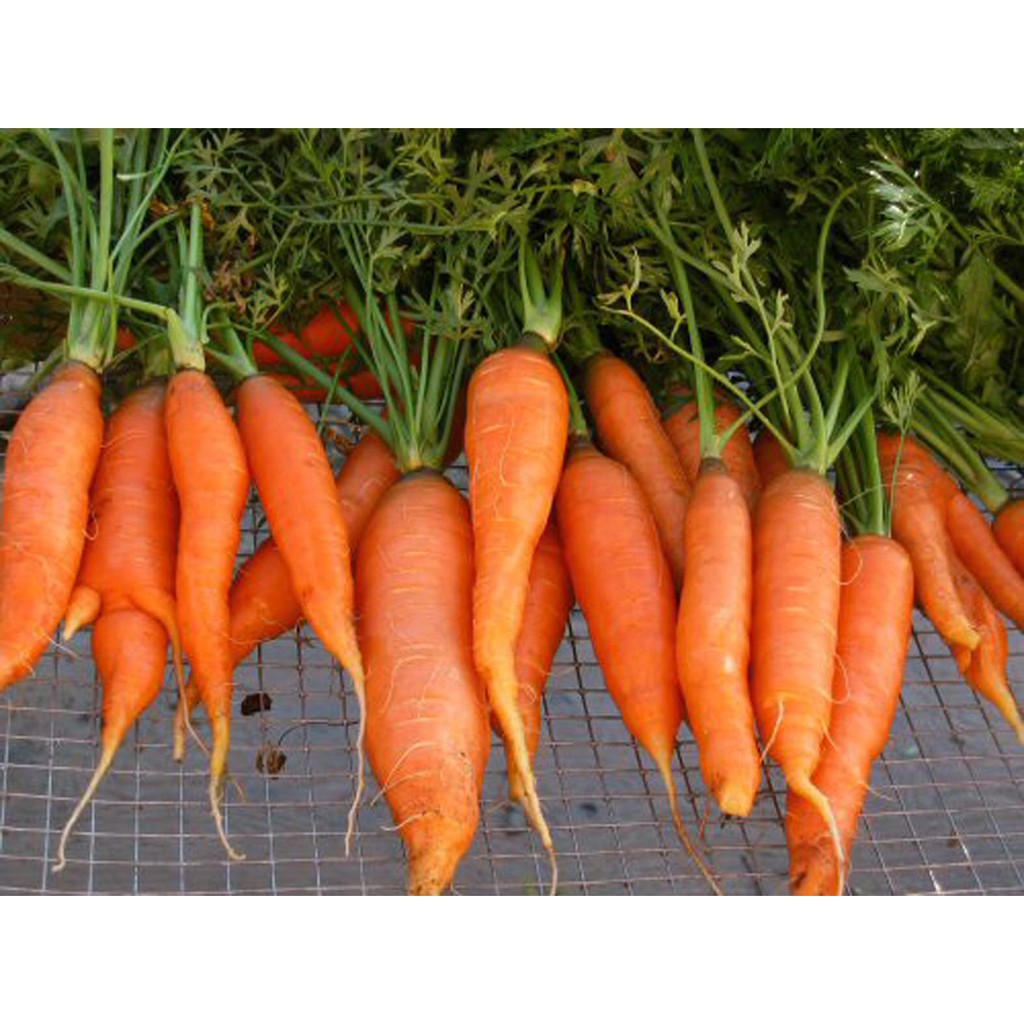 Bibit Benih Biji Sayur Wortel Kuroda - Benih Tanaman Pohon Sayuran Wortel - Bibit Sayur Wortel - COD