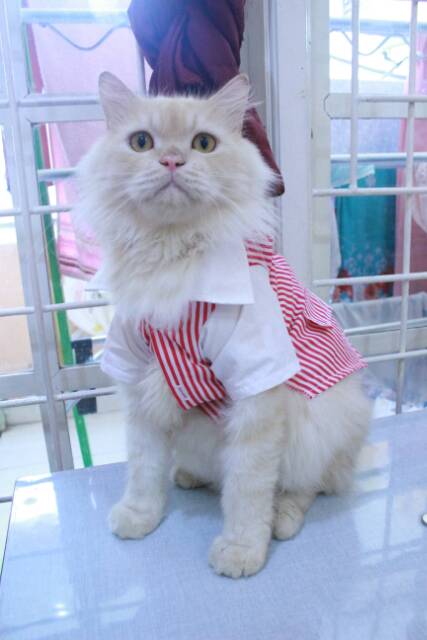 Baju kemeja tuxedo strip pink putih lucu untuk kucing dan anjing / baju kucing lucu murah size S-XL