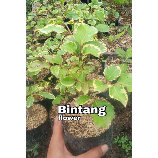 tanaman hias kedongdong laut varigata