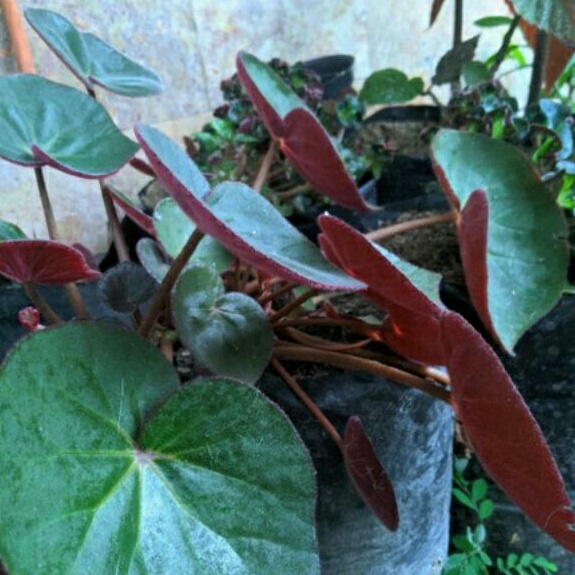 Begonia / Begonia Karpet lembut Turkey tanaman hias