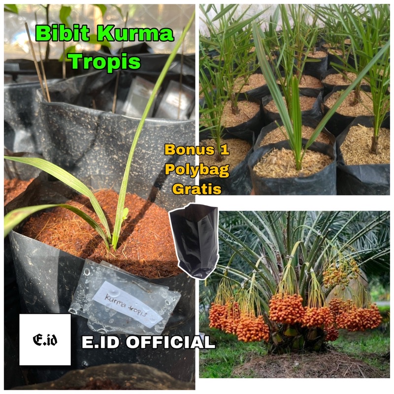 Bibit kurma tropis