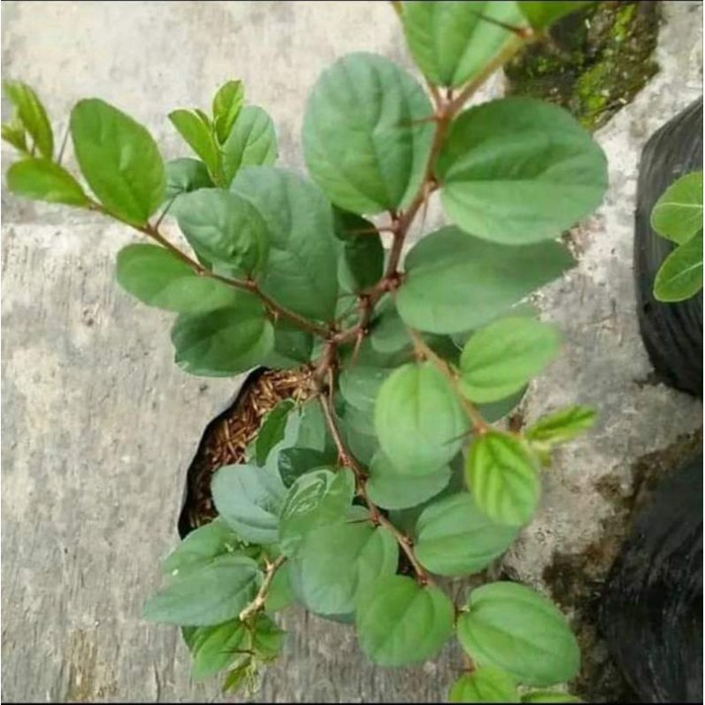 Bibit Bidara Asli Tanaman Bidara Arab Pohon Obat Bidara (Beli 5 Gratis 1)