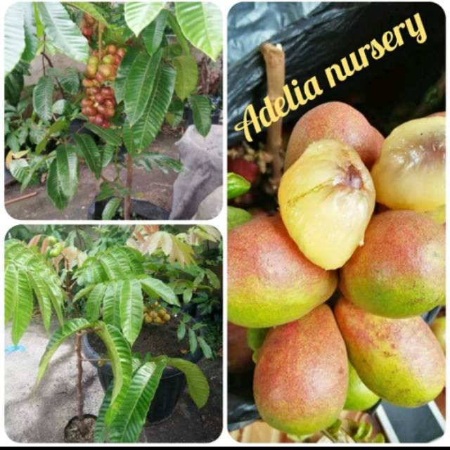 BIBIT BUAH MATOA SUPER