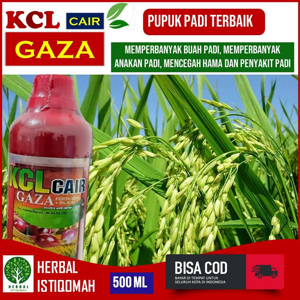Pupuk KCL Cair Gaza - Obat Penambah Bobot Padi Paling Bagus dan Atasi Kerdil Rumput Padi  - Kalsium 