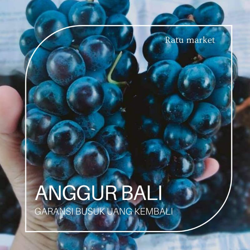 

BUAH SEGAR ANGGUR HITAM BALI KWALITAS PREMIUM 1 PETI BERAT BERSIH 10KG