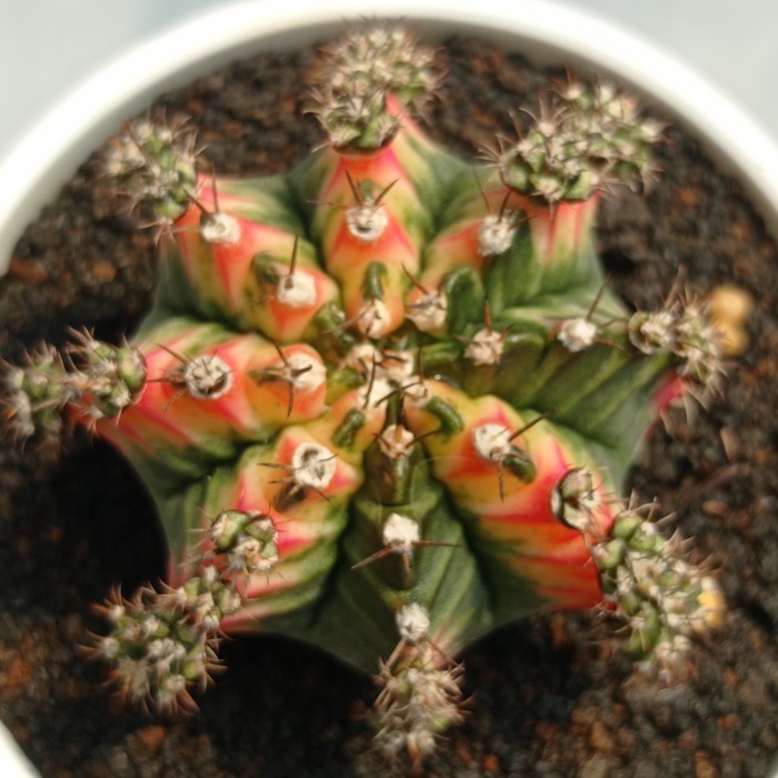 gymnocalycium multicolor premium KAKTUS SUKULEN TANAMAN HIAS