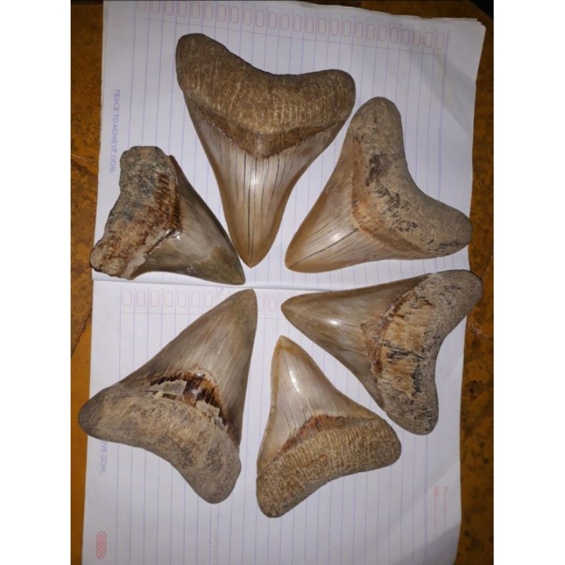 18 buah fosil megalodon