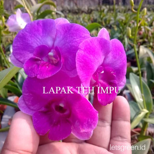Anggrek Dendrobium Udom Sri Thailand - Tanaman Hias Hidup - Bunga hidup - Bunga hias