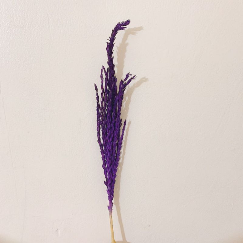 Bunga Jagung Ungu Per Batang / Bunga Kering Jagung Ungu