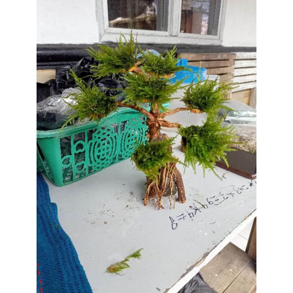 pohon bonsai beringin aquascape