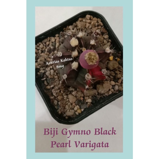 Biji Kaktus Astro Gymno Gymnocalycium Black Pearl Varigata