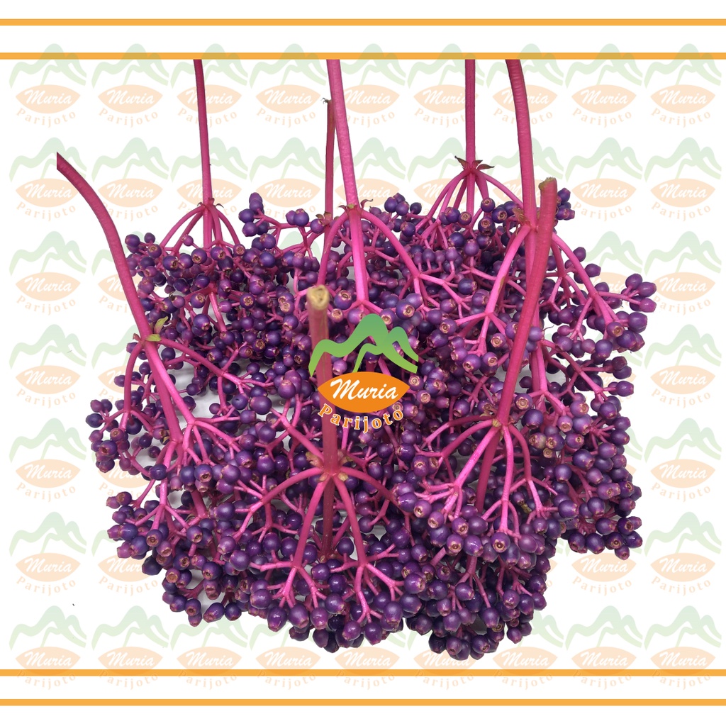 

PARIJOTO BESAR TUA 8 TANGKAI PENYUBUR KANDUNGAN