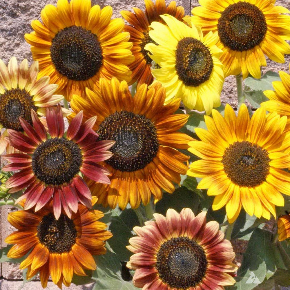 PlantaSeed - 10 Seeds - Autumn Beauty Sunflower Biji Bunga - PAS0213