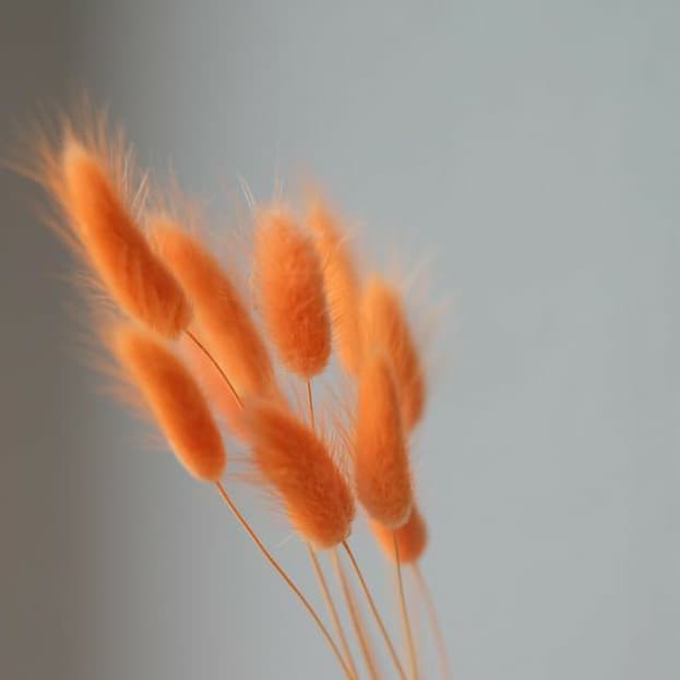 Lagurus Orange / Bunga Kering / Bunny Tail Oranye/ Dried Flower