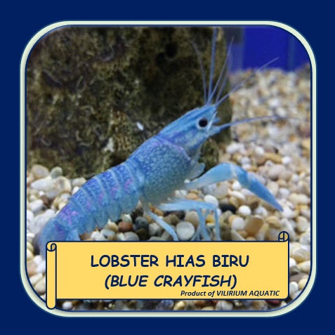 IKAN HIAS AIR TAWAR - LOBSTER BIRU / BLUE CRAYFISH (±4cm)
