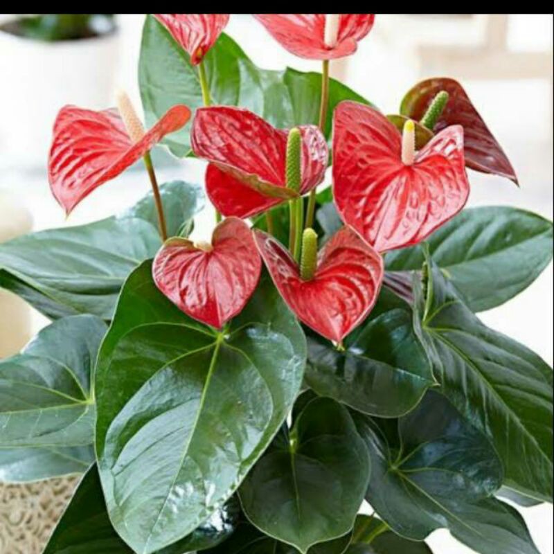 Tanaman hias anthurium bunga  merah  Shopee Indonesia