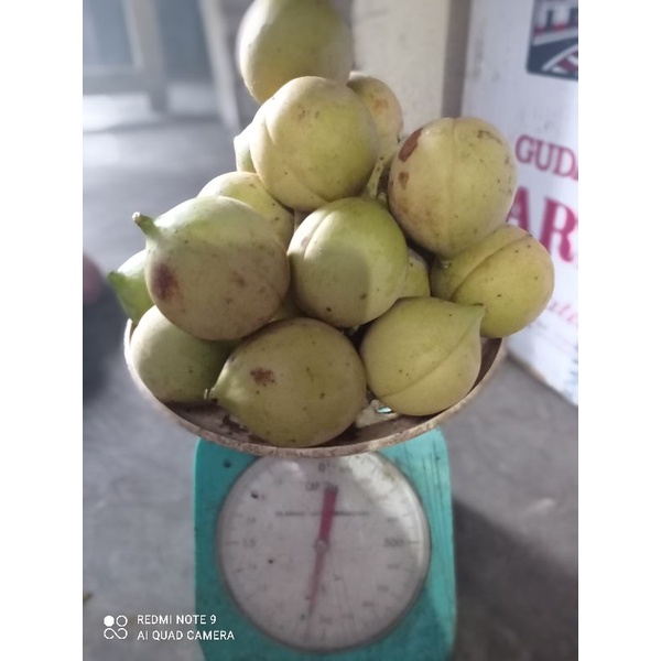 

Buah pala mentah segar 1000 gram atau 1 kg