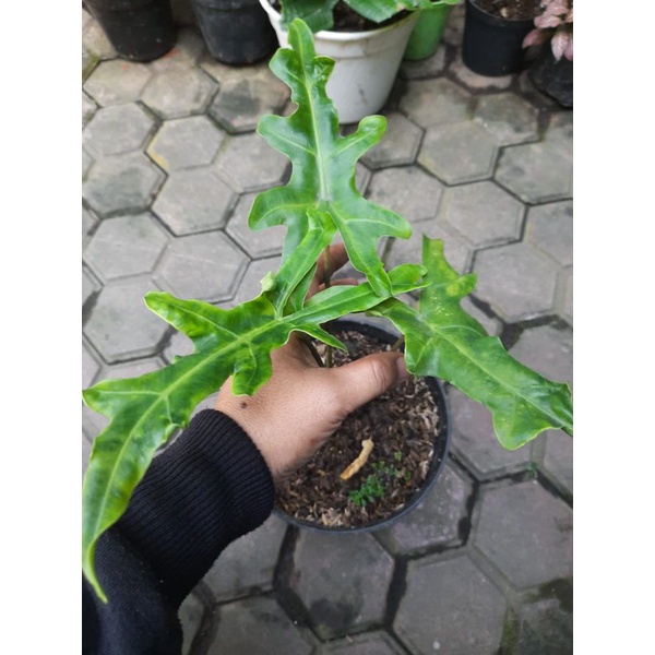 Alocasia Porteii (Rare plant)