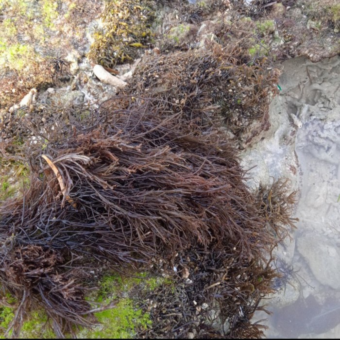 

Rumput Laut Segar Penghilang Jerawat langsung petik (1kg)