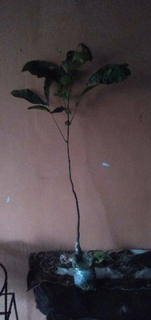 Bibit Duku Tanpa Biji