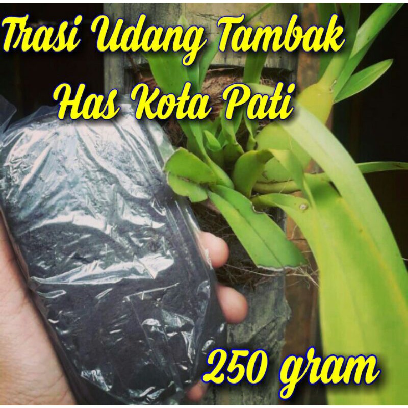 

Trasi Udang Tambak Has Kota Pati Jawa Tengah