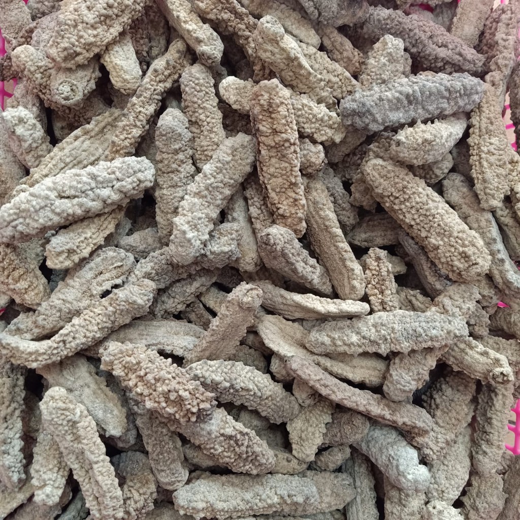 

100GR (9-11 EKOR) TERIPANG DURI KARET / CHISOM KERING