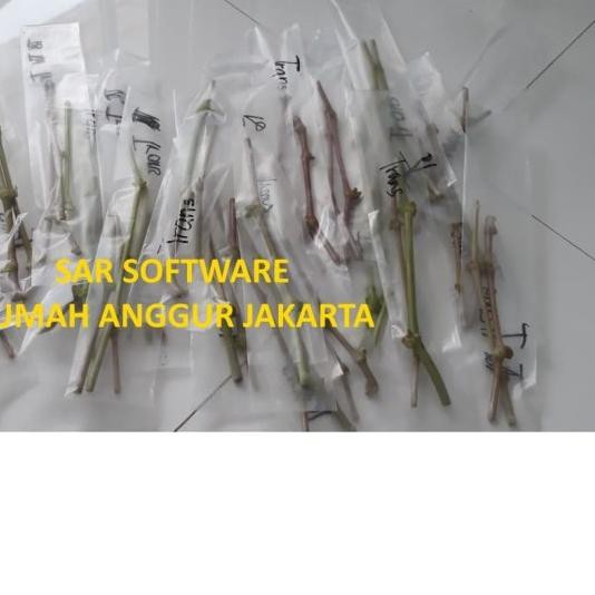 ➨ Entres Anggur Impor (6 Entres @ 2 Mata tunas) ♛