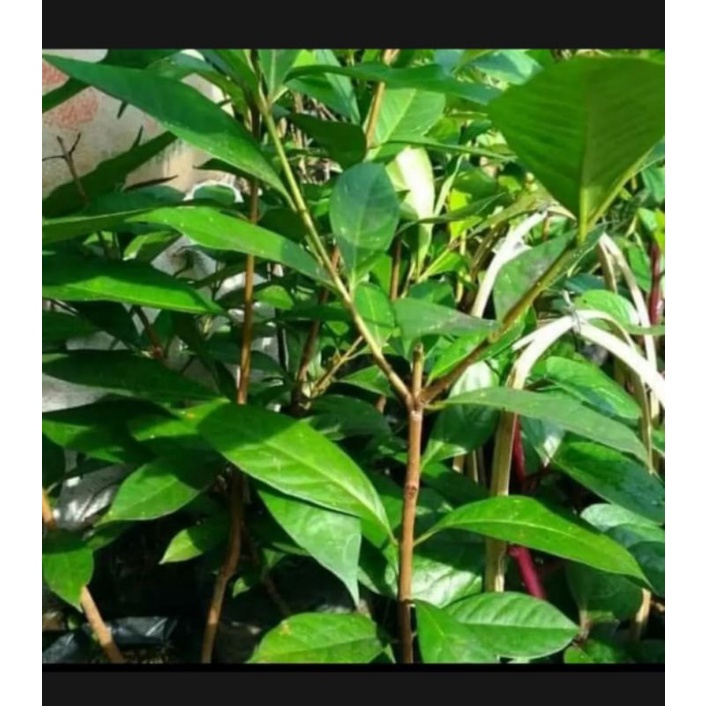 

daun salam per 100gram