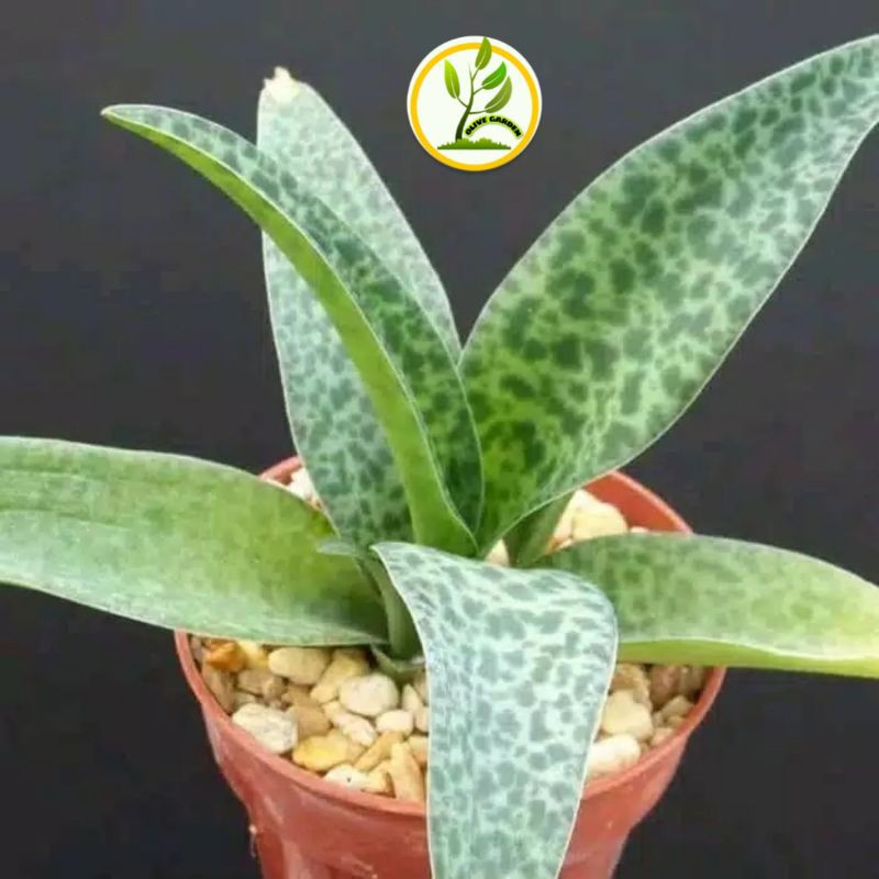 Tanaman hias lidah katak - drimiopsis - mucalata lidah katak