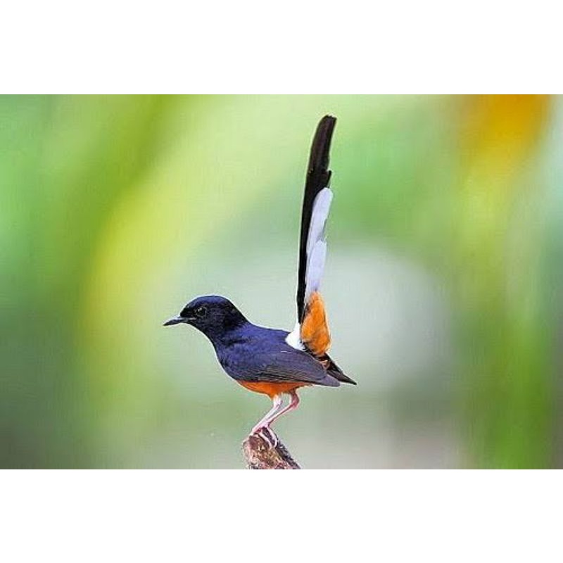 BURUNG MURAI HUTAN EKOR PANJANG TRAH JOS