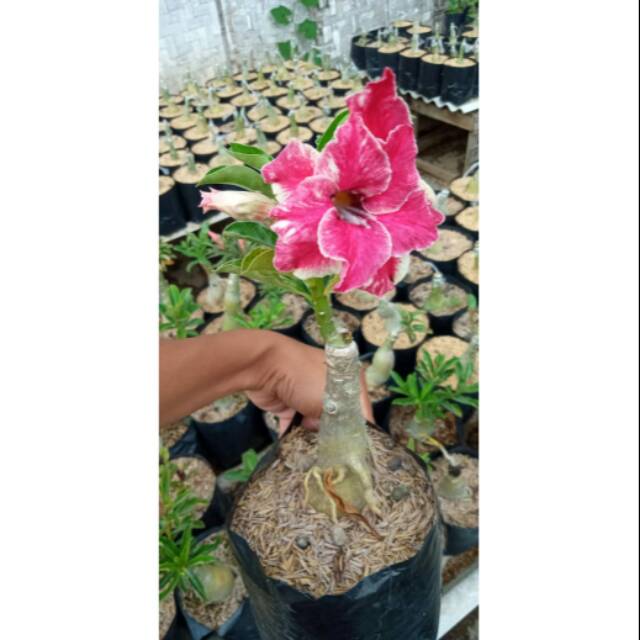 Adenium size A plus sudah berbunga. Bonggol dan entres besar. Gambar bukan contoh tapi real pict ya