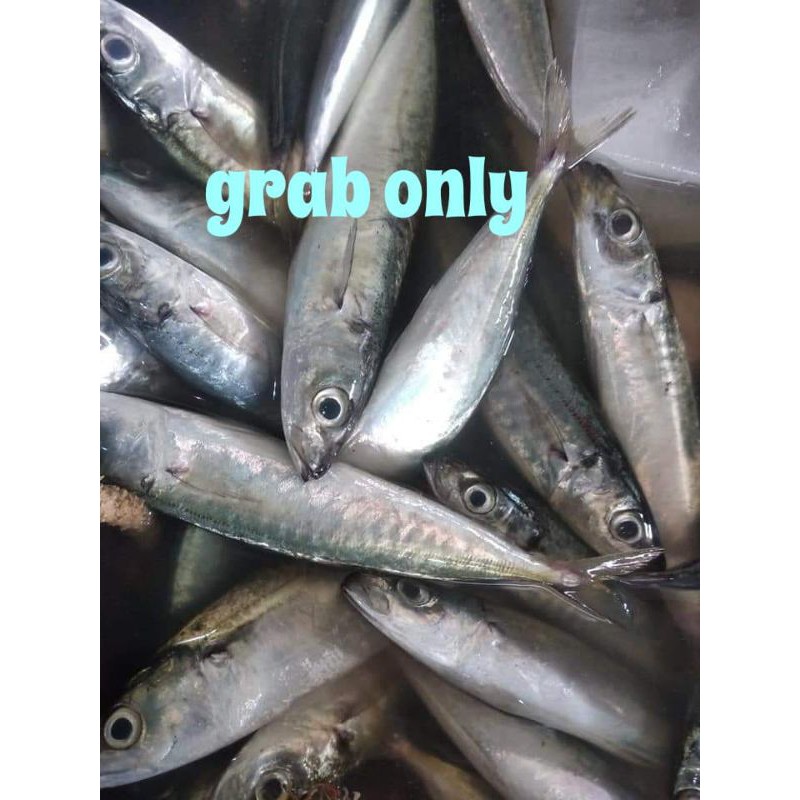 

Ikan Layang kg isi 15-17