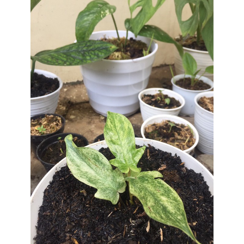 Florida Ghost Mint Variegata