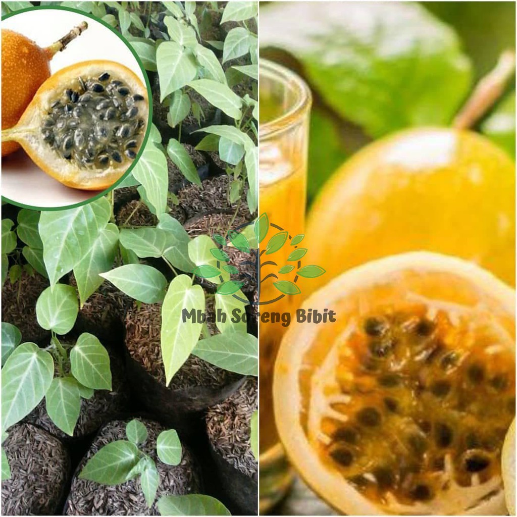 Bibit Markisa Manis Oren - Bibit Buah Markisa