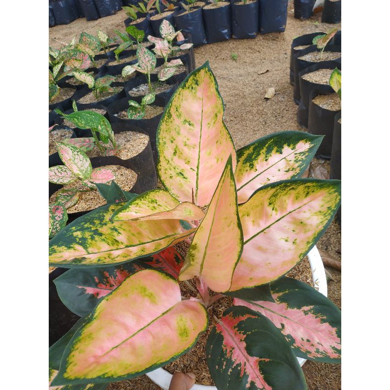 Aglaonema Kochin Hybrid / Aglonema kocin murah