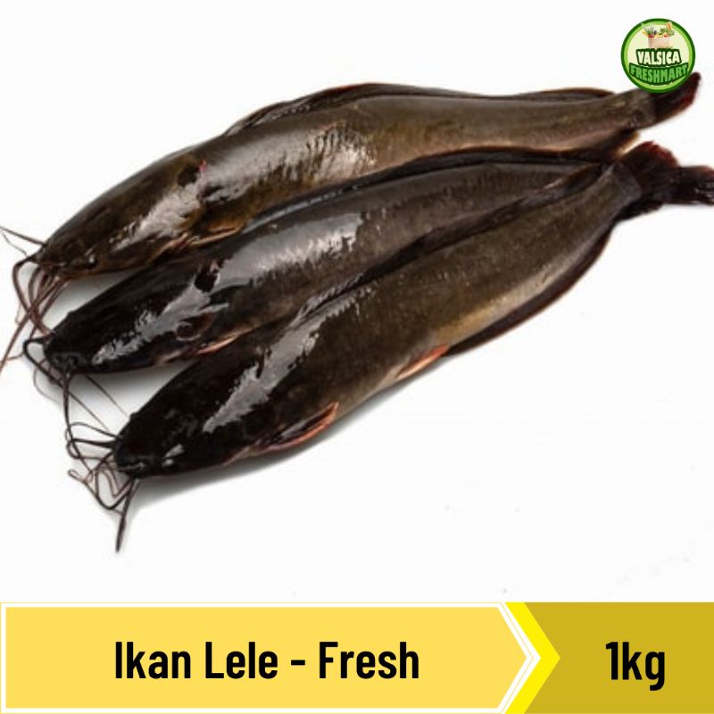 

ikan lele segar - 1kg